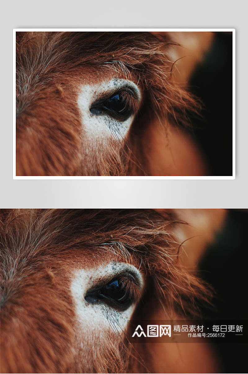 创意动物眼睛摄影图素材