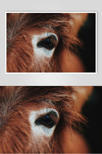 创意动物眼睛摄影图