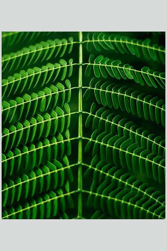 创意绿色清新植物叶子摄影图