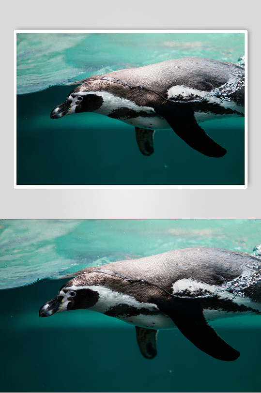 清新海洋动物摄影图