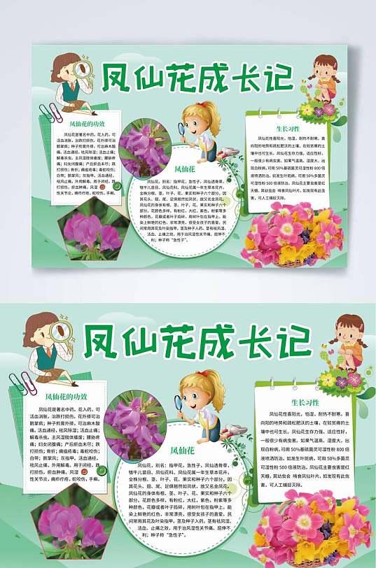 凤仙花植物生长观察横版小报WORD