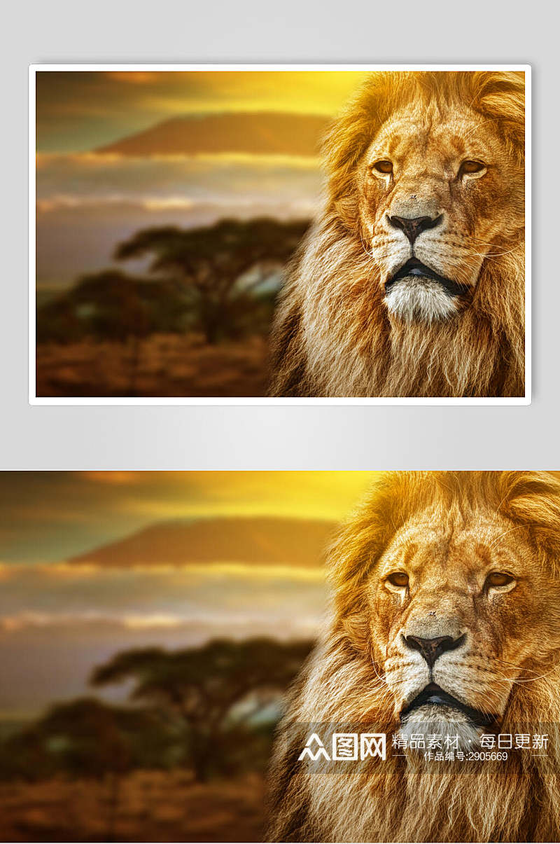 狮子图片草原狮子王公狮子雄狮狮子王素材