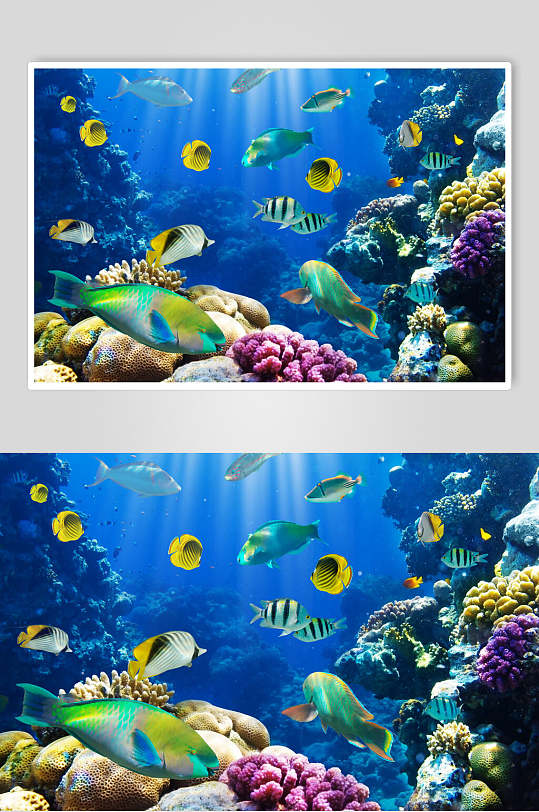 唯美蓝色海底世界海洋生物图片
