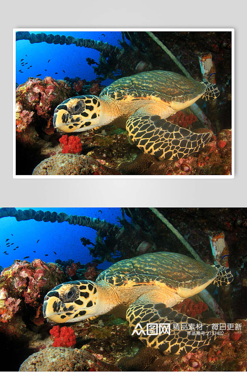 乌龟海底世界海洋生物图片素材