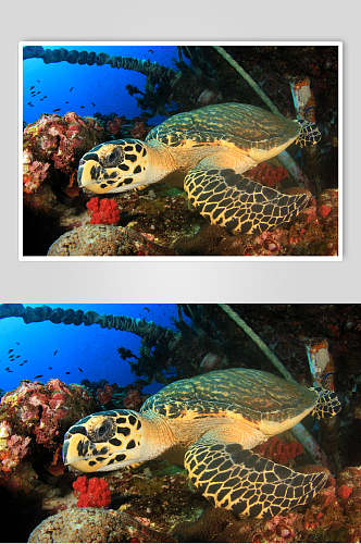 乌龟海底世界海洋生物图片