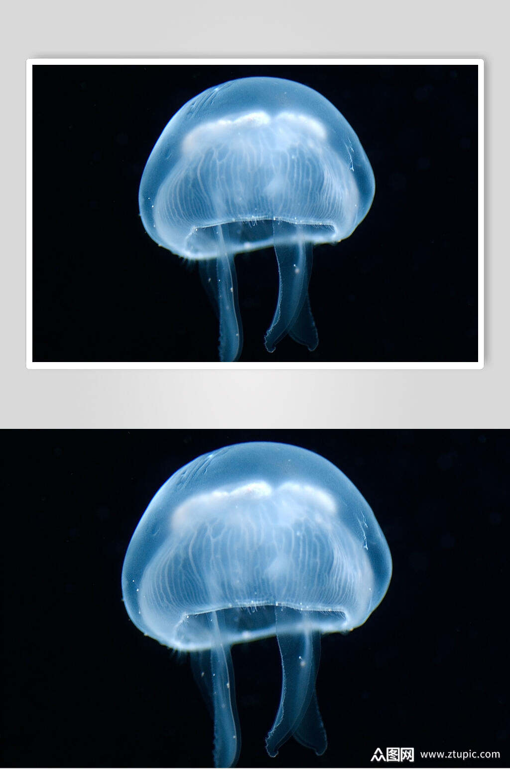 本作品是由小红1210上传的原创免抠元素素材,适用于摄影图设计