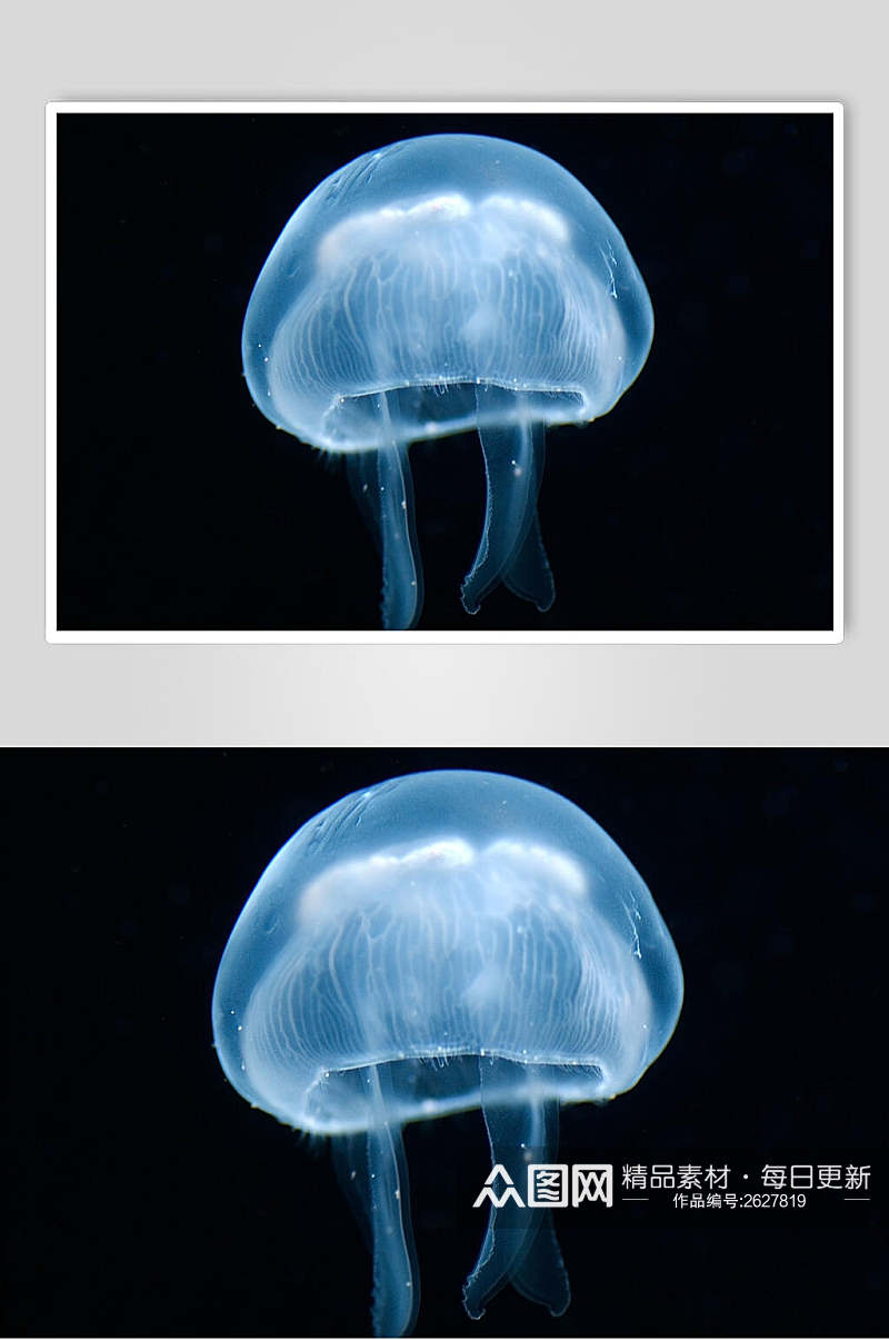 水母海底世界海洋生物图片素材