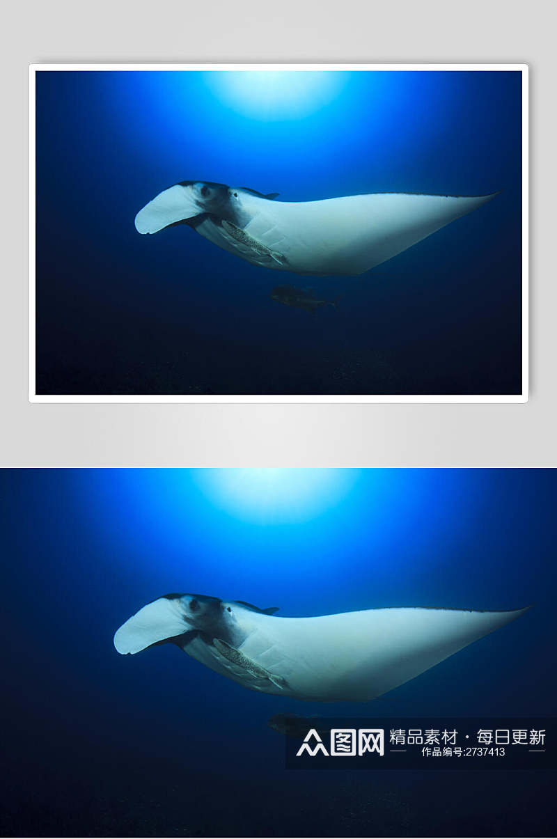 简洁海底世界海洋生物图片素材