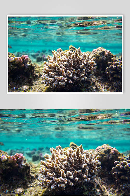 海珊瑚高清图片