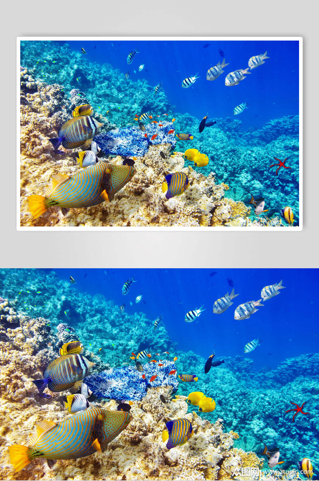 时尚海底世界海洋生物图片模板下载-编号2737400-众图网