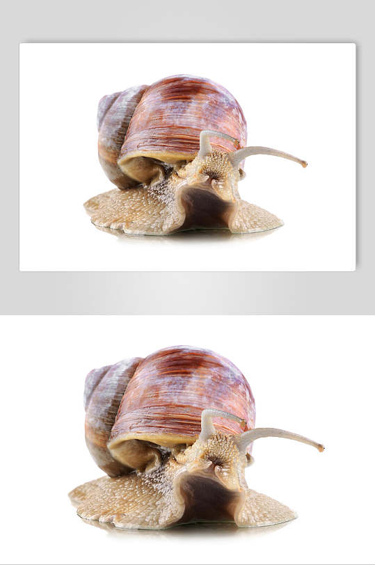 创意dw蜗牛图片