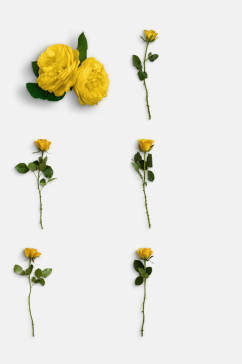 简洁黄色鲜花玫瑰花免抠元素