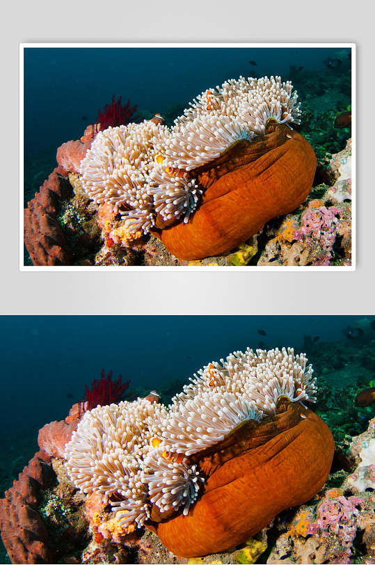 珊瑚海底世界海洋生物图片