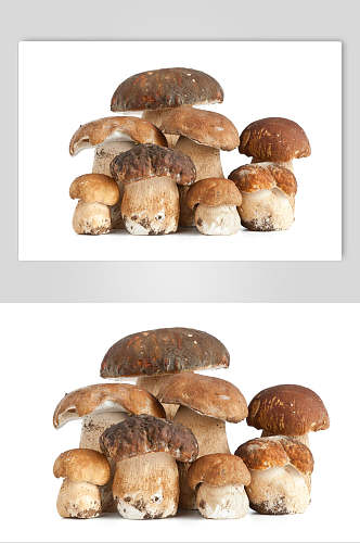 新鲜蘑菇香菇图片