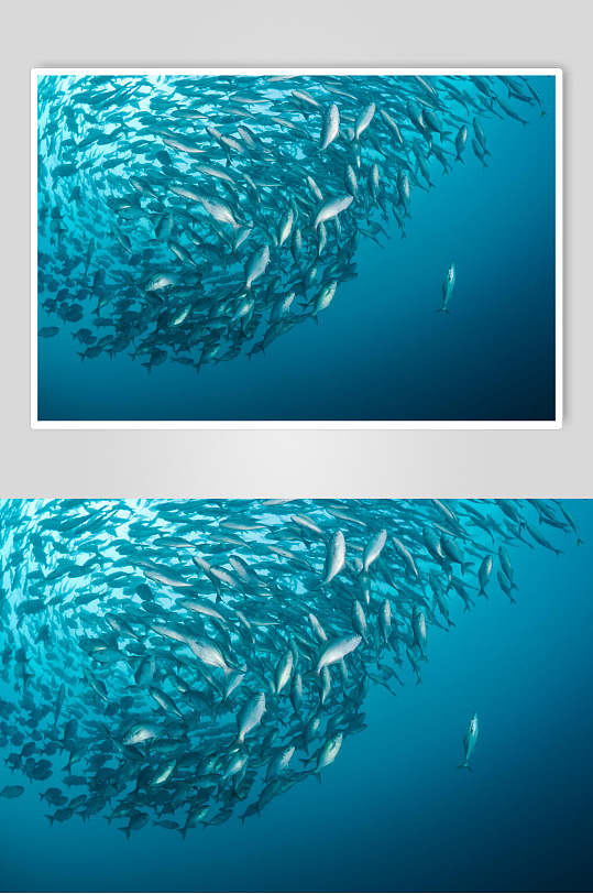 创意鱼群海底世界海洋生物摄影图片
