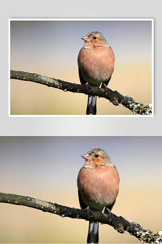 冬季鸟类高清图片