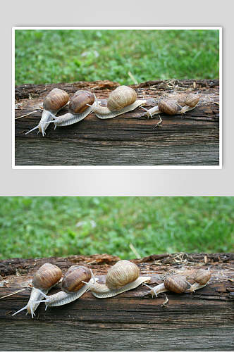 清新动物蜗牛图片