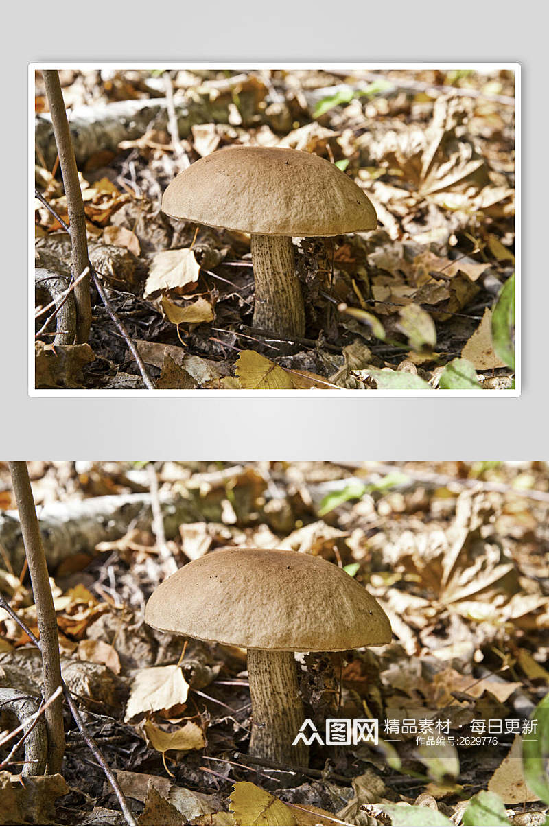野生蘑菇香菇高清图片素材