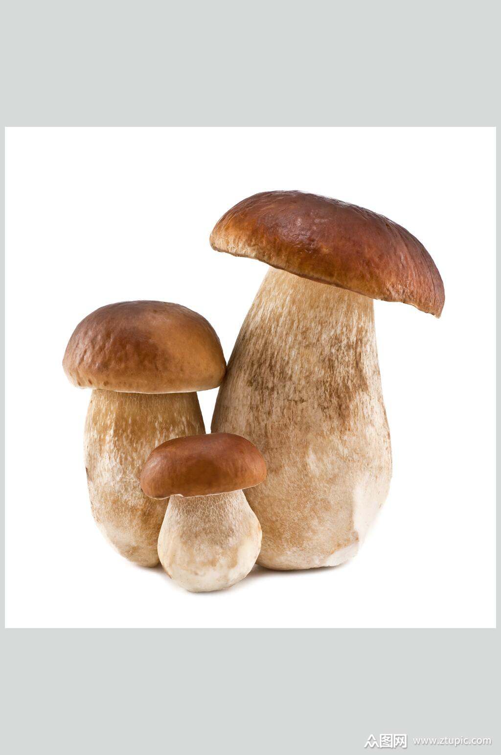 新鲜美味蘑菇香菇餐饮食物图片