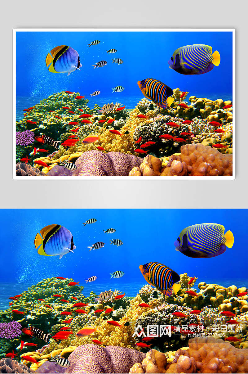 唯美炫彩海底世界海洋生物图片素材