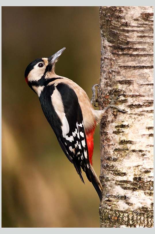 冬天啄木鸟图片-冬天啄木鸟素材下载-众图网