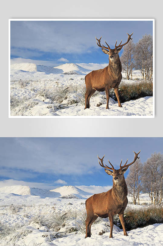 冬季动物麋鹿图片