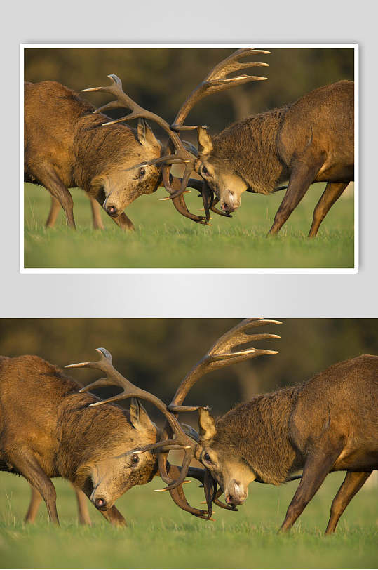 草原搏斗动物麋鹿图片