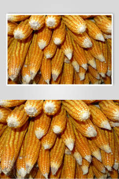 农产品干玉米高清图片