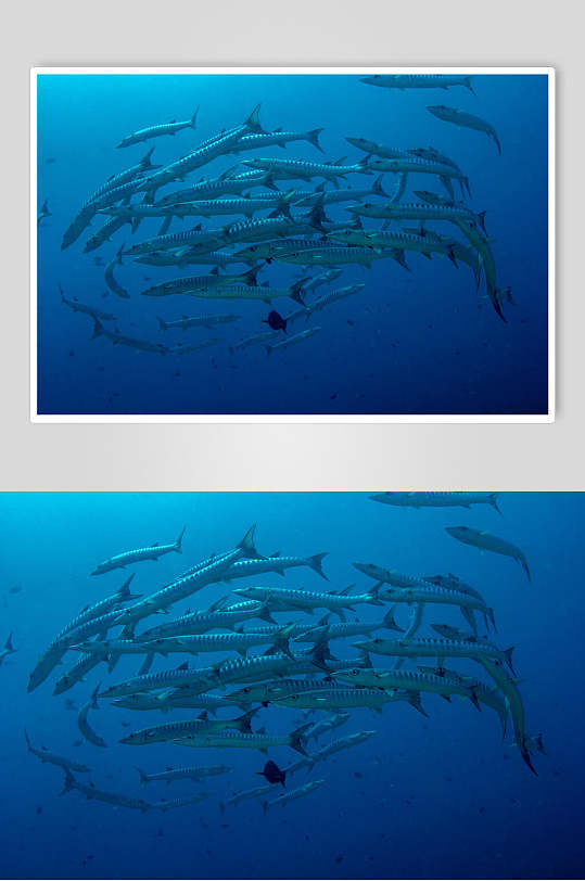海洋生物鱼群图片