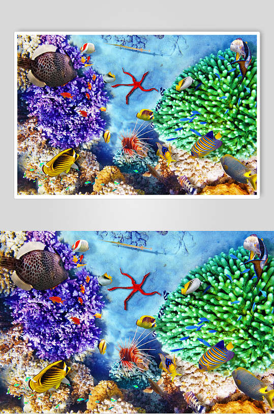 海洋生物摄影图片-海洋生物摄影素材下载-众图网