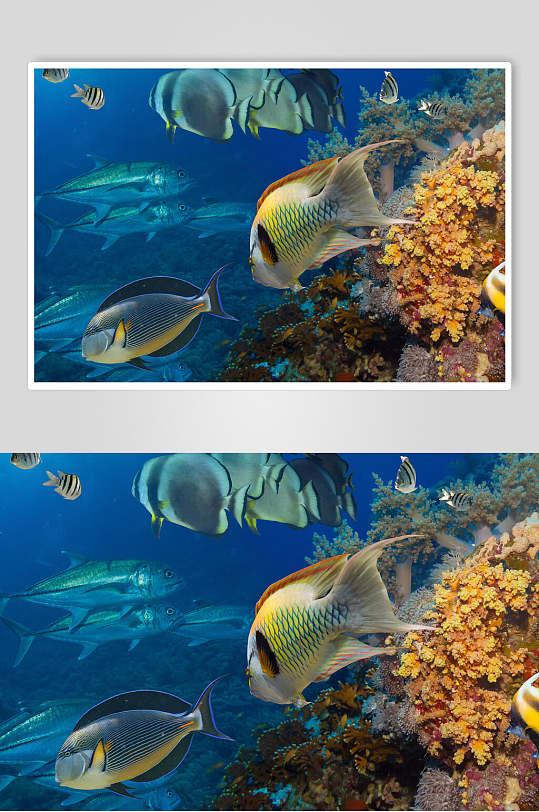 时尚海底世界海洋生物图片