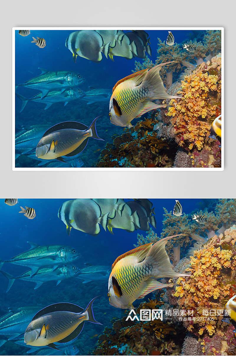 时尚海底世界海洋生物图片素材
