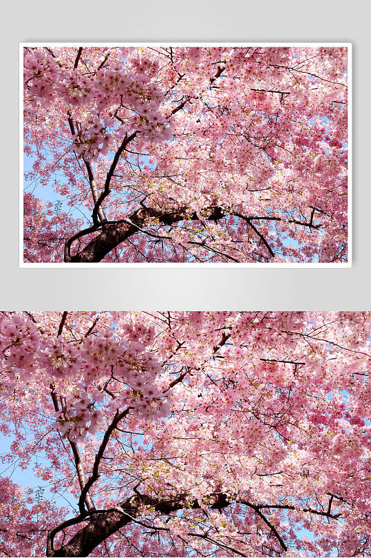 时尚粉色樱花图片