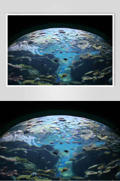 球面海底世界海洋生物摄影图片