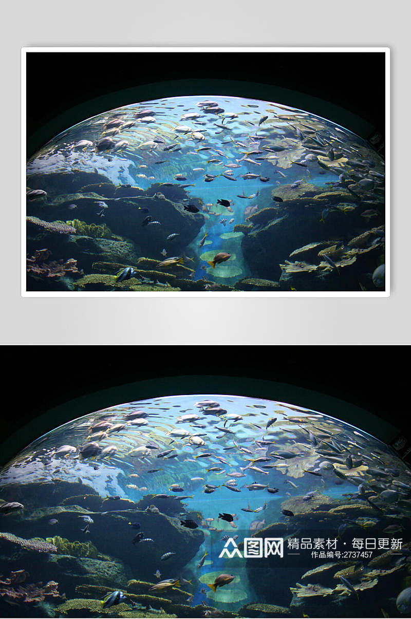 球面海底世界海洋生物摄影图片素材