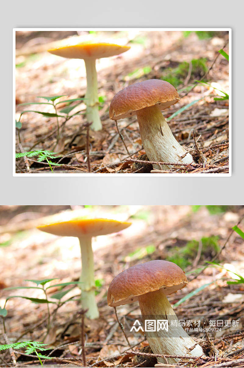 野生蘑菇香菇餐饮食物图片素材