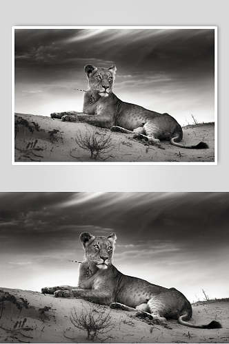 黑白灰狮子图片