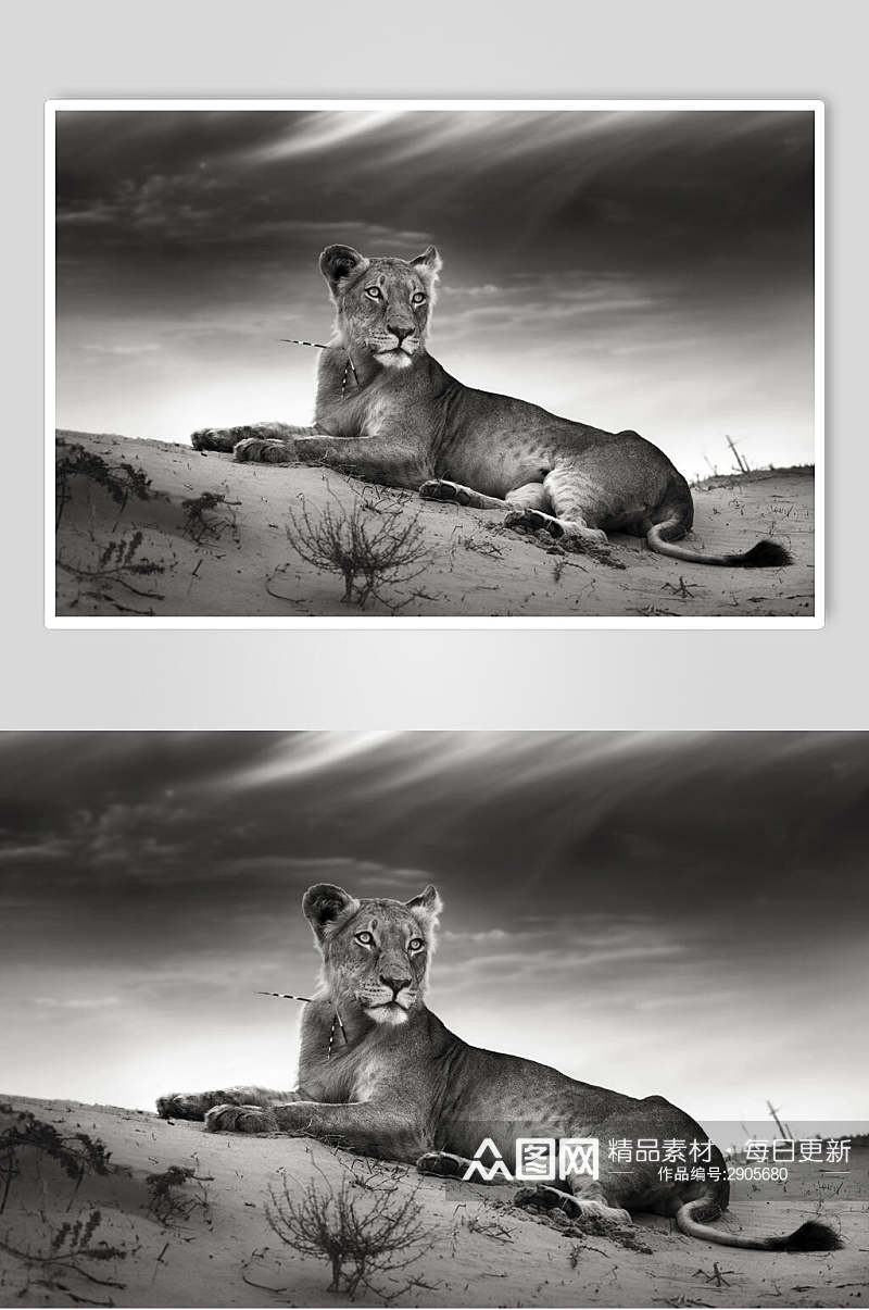 黑白灰狮子图片素材