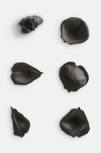 黑色花瓣玫瑰花免抠元素