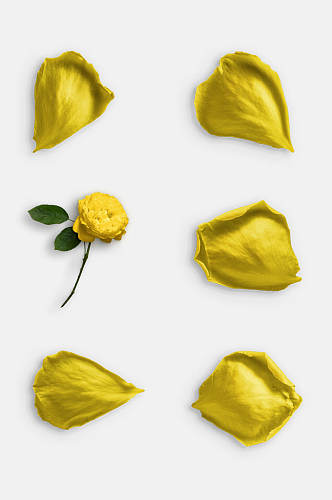 黄色花卉鲜花玫瑰花免抠元素