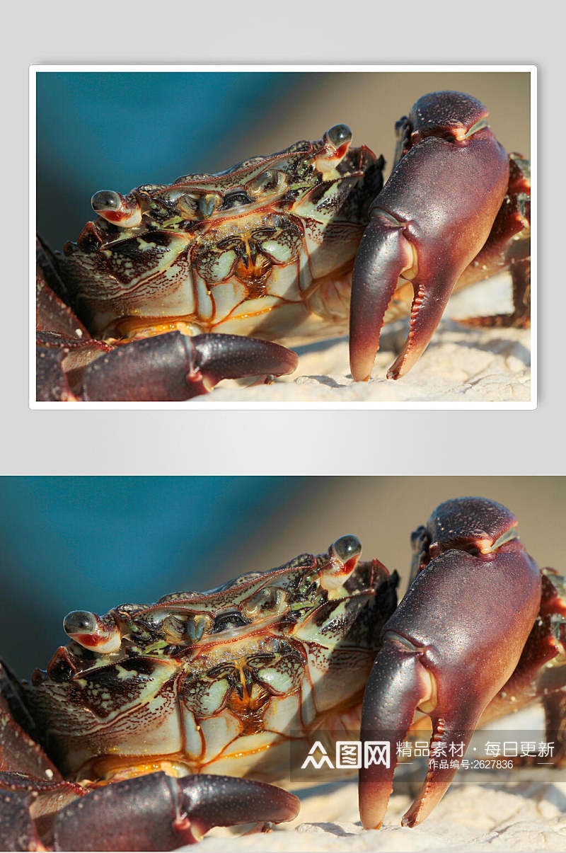 大龙虾海底世界海洋生物图片素材