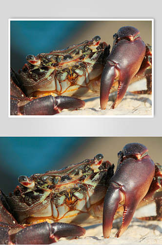 大龙虾海底世界海洋生物图片