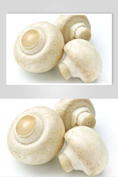白底蘑菇香菇图片