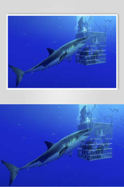 鲸鱼海底世界海洋生物摄影图片