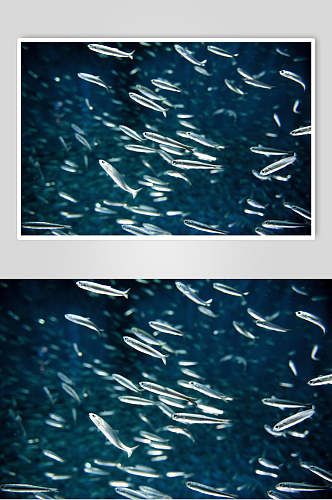 海洋小型鱼类高清图片