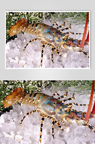 澳洲龙虾食物高清图片