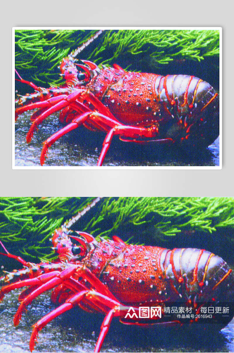 新鲜澳洲龙虾餐饮高清图片素材