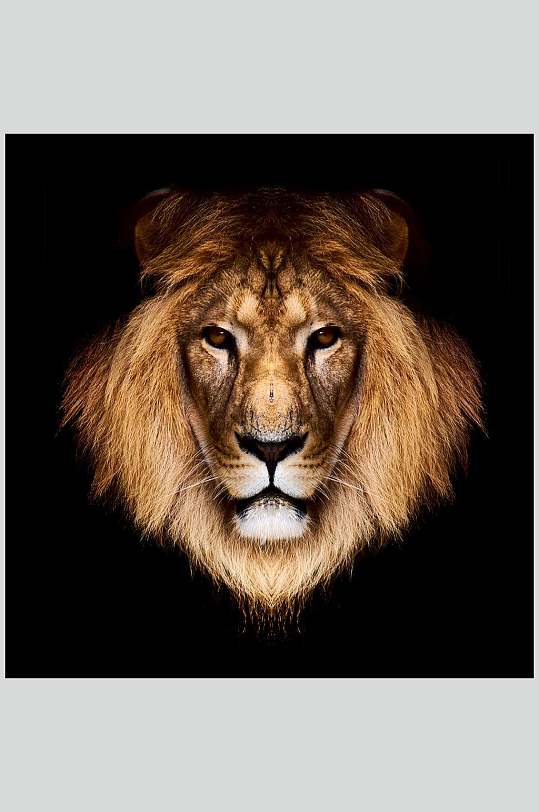 狮子图片草原狮子王公狮子雄狮狮子王