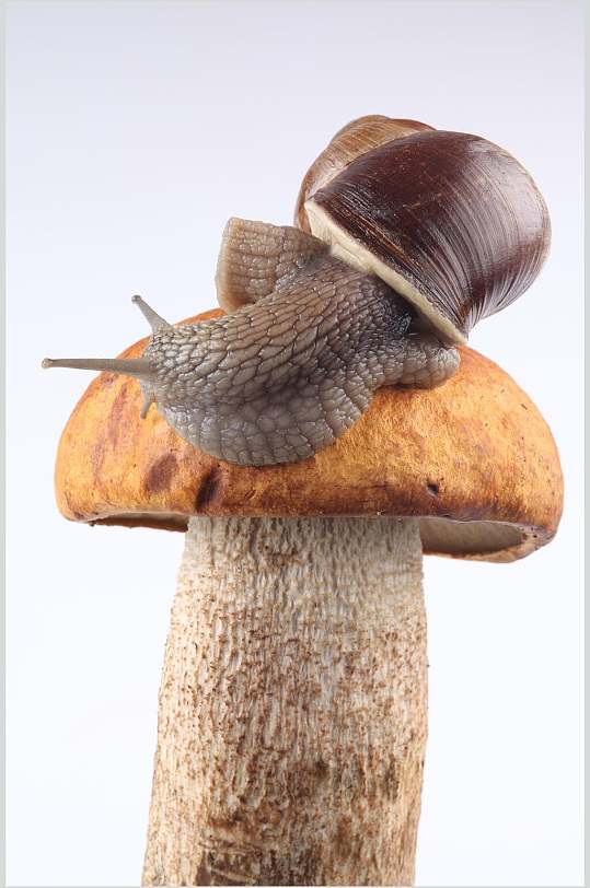 野生动物蜗牛图片
