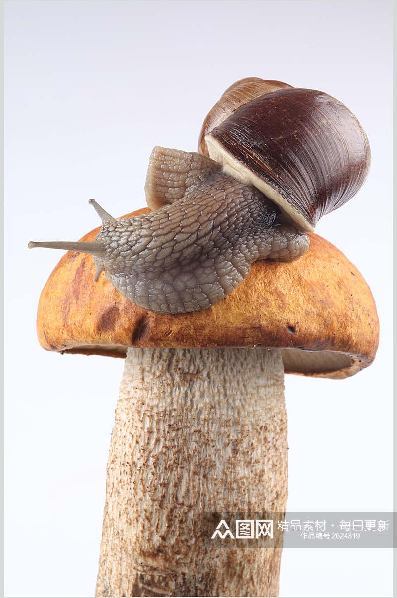 野生动物蜗牛图片素材
